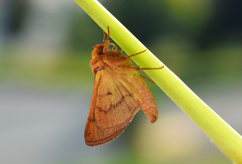 Larva, bozzolo, pupa e adulto di Plusia festucae - Noctuidae